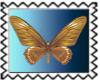 Butterfly 1 50 by 50