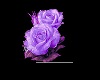 Purple Hearts & Roses
