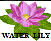 WATER LILY PINK