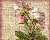 (R)Roses Pic 3