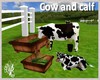 |DRB| Cow and Calf