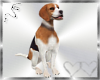 Beagle Dog Pet