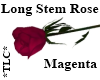 *TLC*LongStemRoseMagenta