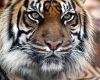 Tiger Face Picture