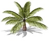 Minature Palm Tree