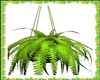 Hanging Celtic Plant
