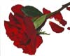 (xLealoox) Red Rose