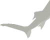 White Shark Tail
