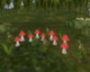 Forest  Mushrooms