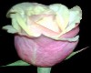 Pink Rose