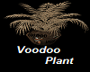 Voodoo Plant
