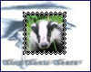 TTT Badger Stamp