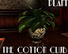 [M]The Cotton Club Plant