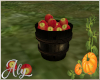 Pumpkin Patch Apples