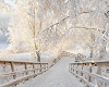 YM - SNOW/BRIDGE DOME -