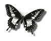 Black/White Butterfly