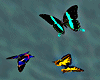!Flying Swallowtails