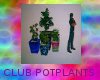 Club Big Pot Plants