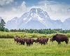 Buffalo Picture