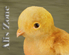 [AZ] Baby Chick