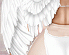 Angel Wings 🤍