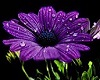 Prince Purple Lotus (CQ)