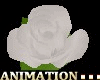1 animated white rose