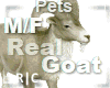 R|C Goat Cozy M/F