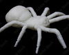 A spiders