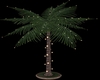 illuminated palm tree