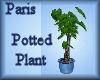 [my]Paris Plant in Pot