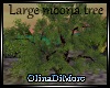 (OD) Large mooria tree