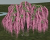 pink Wisteria, breezy