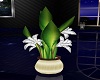 serinity plant2 