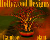 Rainbow Plant