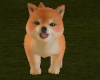 Cute Shiba Puppy