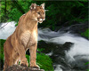 standing cougar