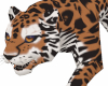 Cheetah Animated