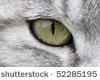 sinichu cat eyes