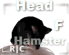 R|C Hamster Black Head F