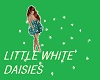 Little White Daisies