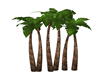 Grumpy's Palm Trees