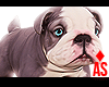 Adopt a Bulldog 2