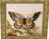 Owl Butterfly Pic