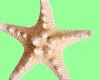 {P} StarFish Sticker