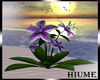 H* Plant Magenta