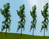 / BACKGROUNDS TREES.