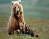 Bear family 1