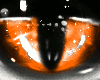 Sparking Cat Eye Orange