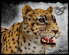 [SS] Golden Leopard